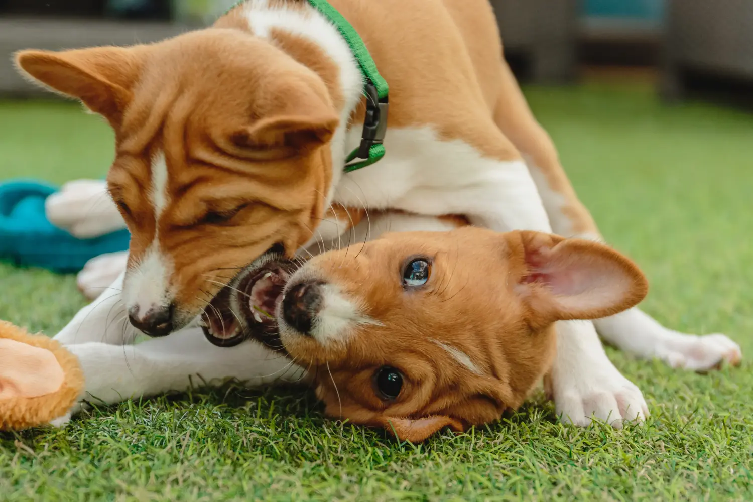 Buying a Basenji puppy means taking responsibility! Buy Basenji puppies.