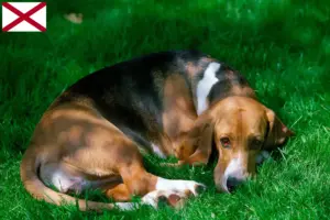 Read more about the article Basset Artésien Normand breeders and puppies in Alabama
