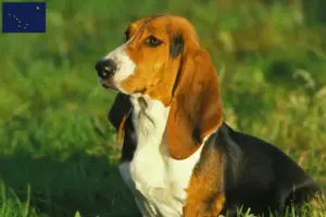 Read more about the article Basset Artésien Normand breeders and puppies in Alaska