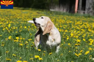 Read more about the article Basset Artésien Normand breeders and puppies in Arizona