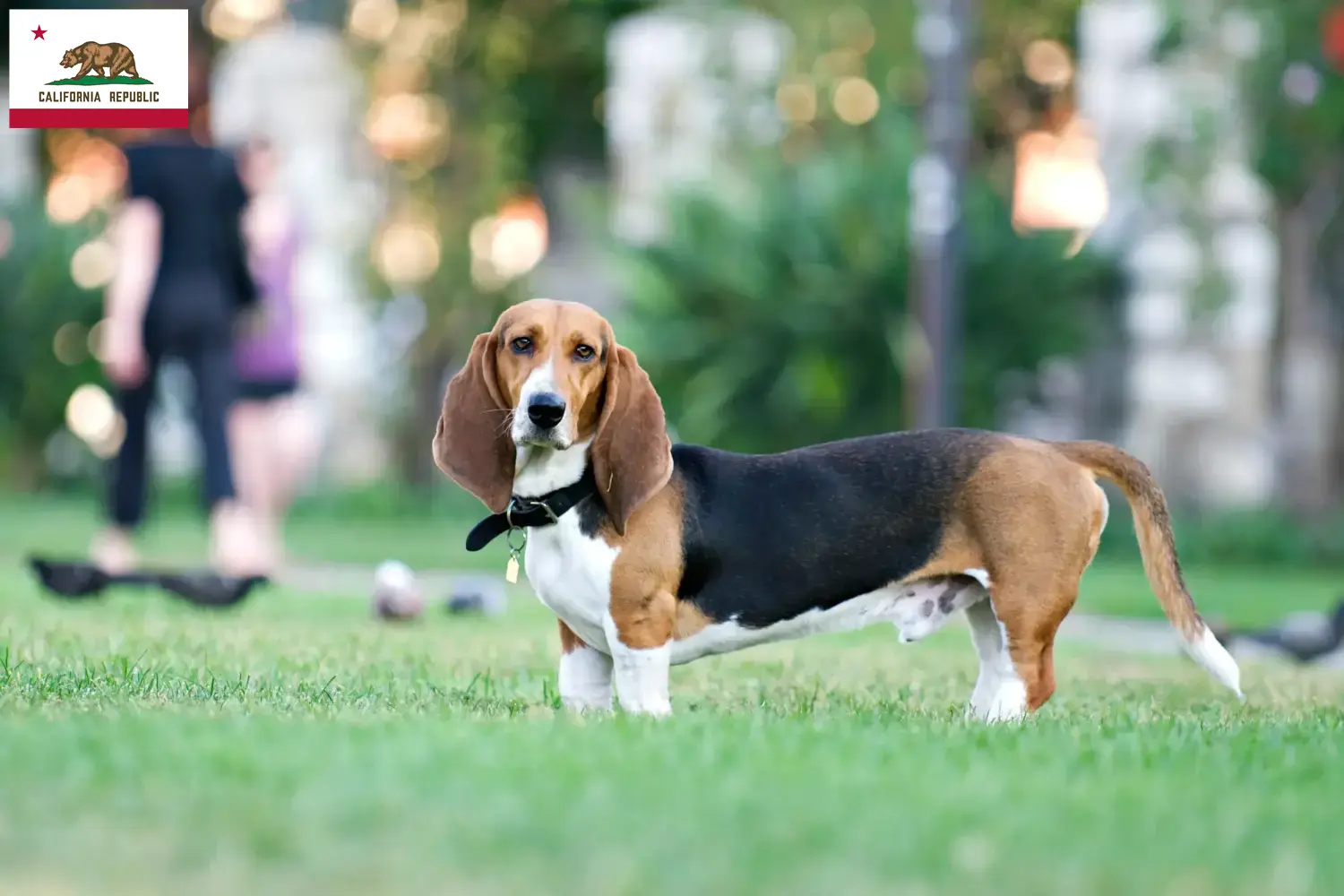 Basset Artésien Normand puppies and breeders California Find Basset Artésien Normands breeders in California.
