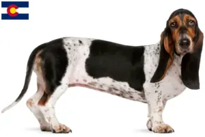 Read more about the article Basset Artésien Normand breeders and puppies in Colorado