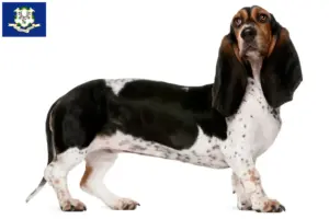 Read more about the article Basset Artésien Normand breeders and puppies in Connecticut