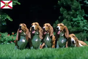 Read more about the article Basset Artésien Normand breeders and puppies in Florida