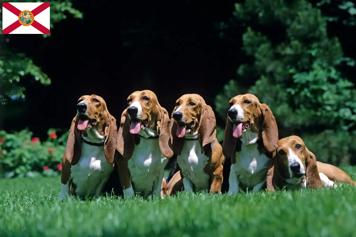 Read more about the article Basset Artésien Normand breeders and puppies in Florida