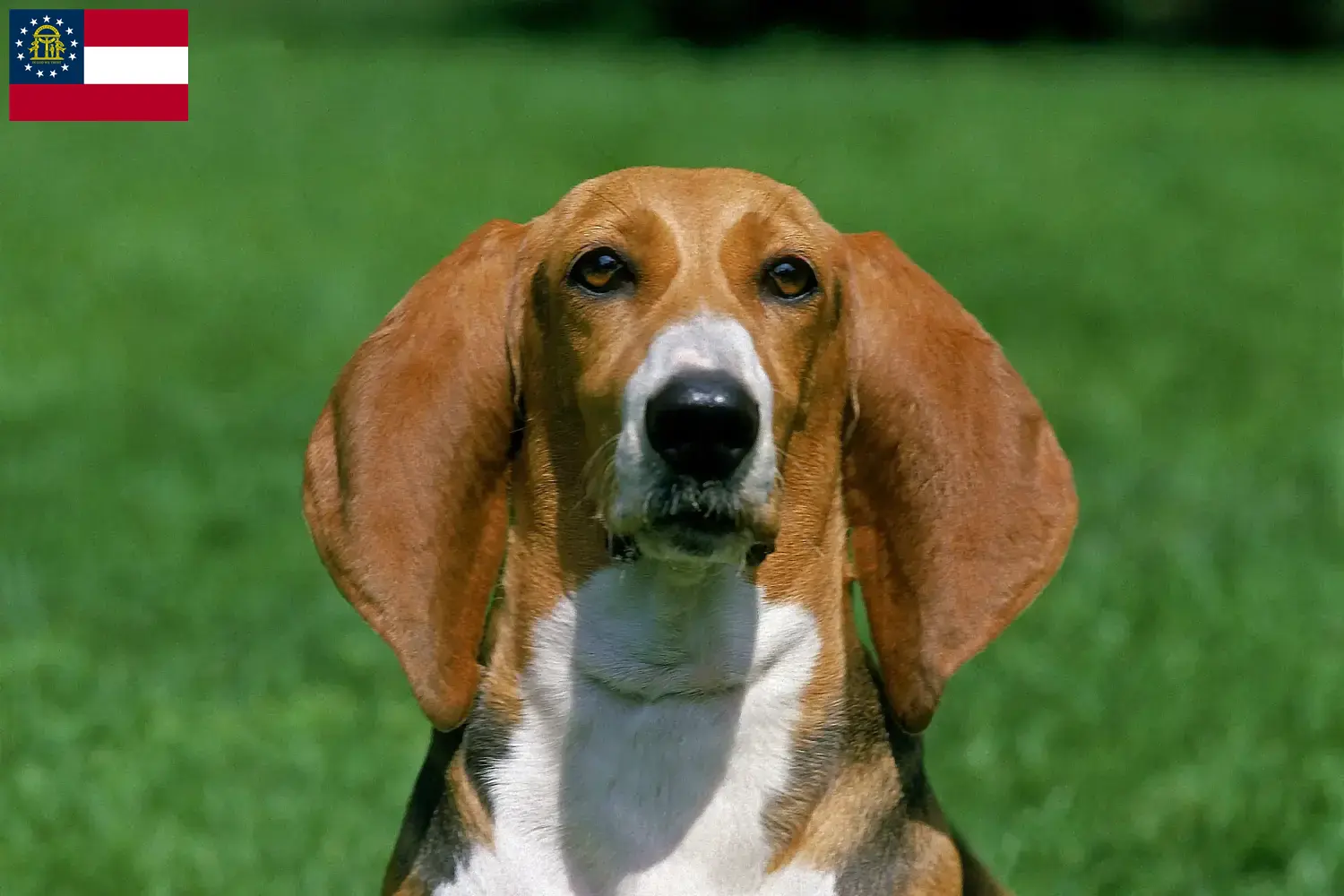 Read more about the article Basset Artésien Normand breeders and puppies in Georgia
