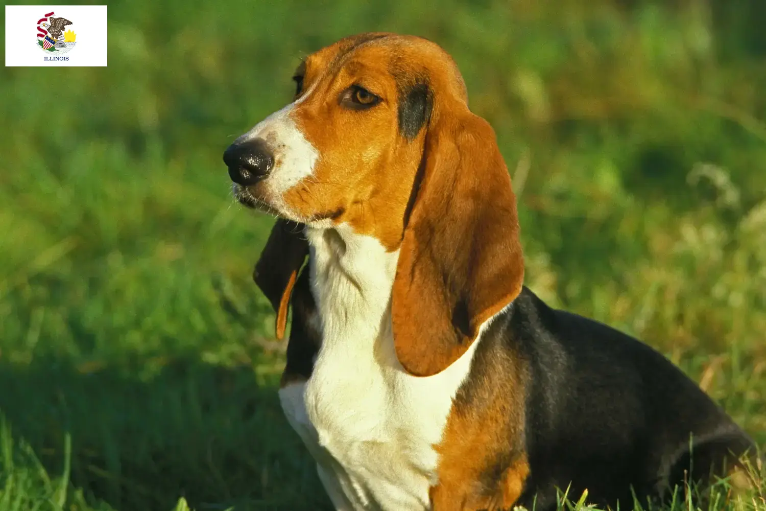 Read more about the article Basset Artésien Normand breeders and puppies in Illinois
