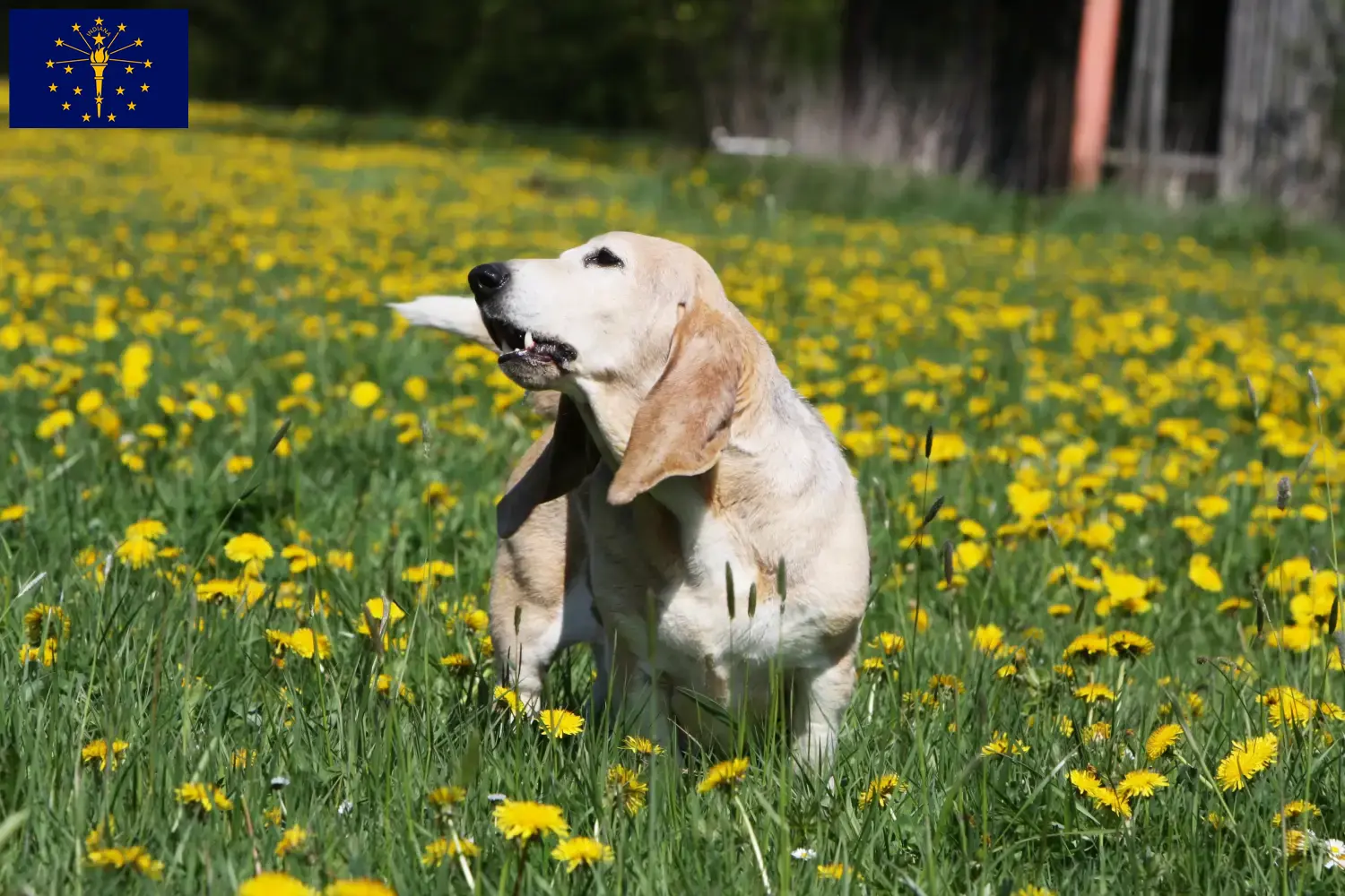 Read more about the article Basset Artésien Normand breeders and puppies in Indiana