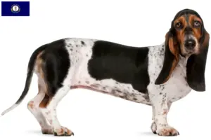 Read more about the article Basset Artésien Normand breeders and puppies in Kentucky