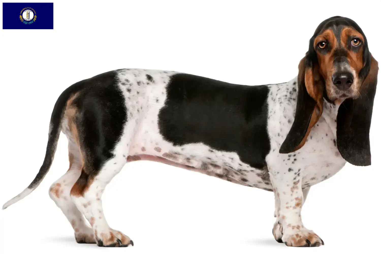 Read more about the article Basset Artésien Normand breeders and puppies in Kentucky