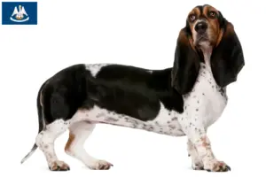 Read more about the article Basset Artésien Normand breeders and puppies in Louisiana