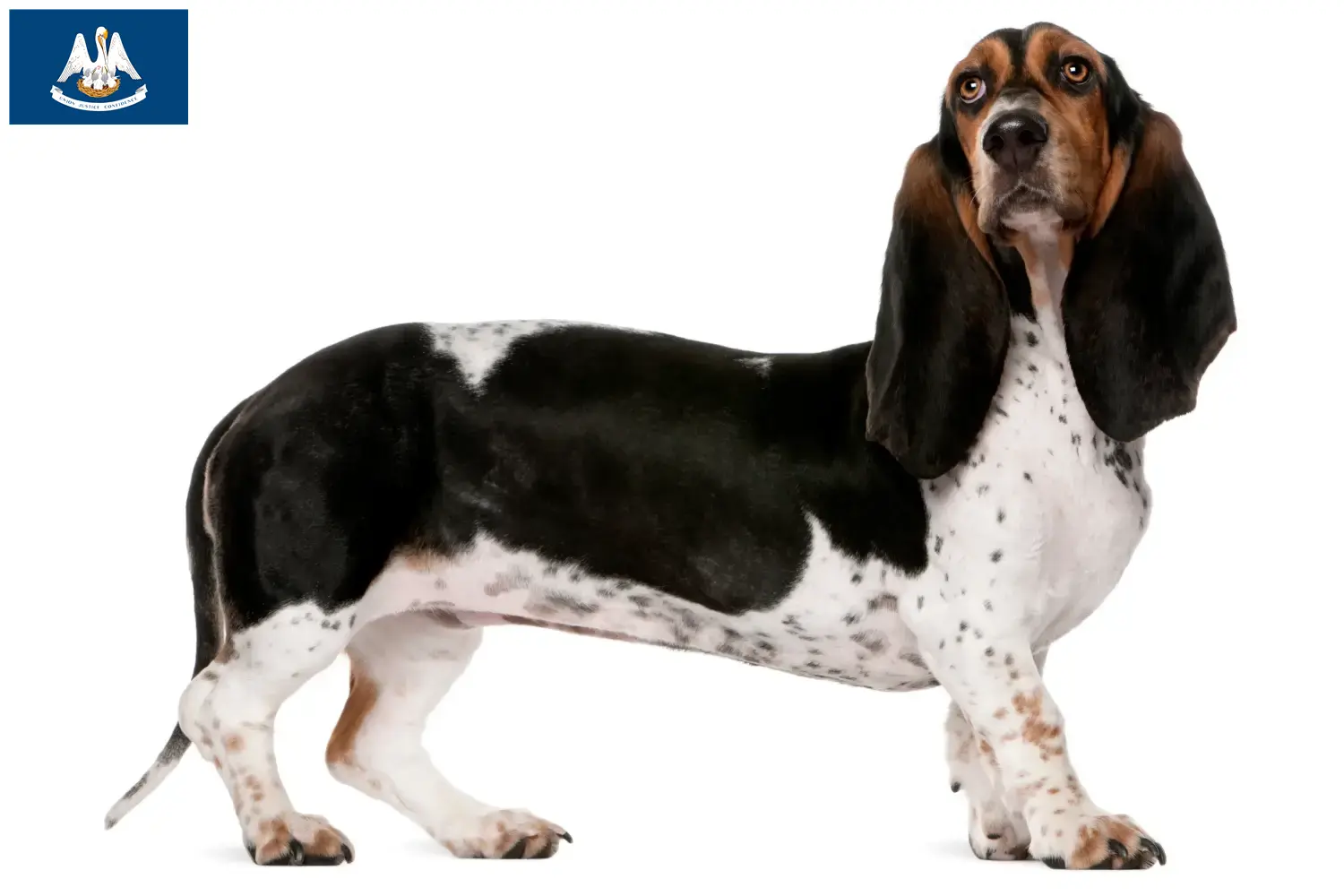 Read more about the article Basset Artésien Normand breeders and puppies in Louisiana