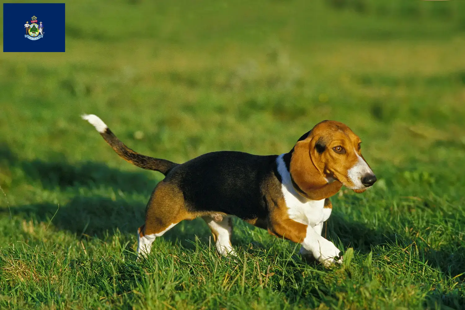 Read more about the article Basset Artésien Normand breeders and puppies in Maine