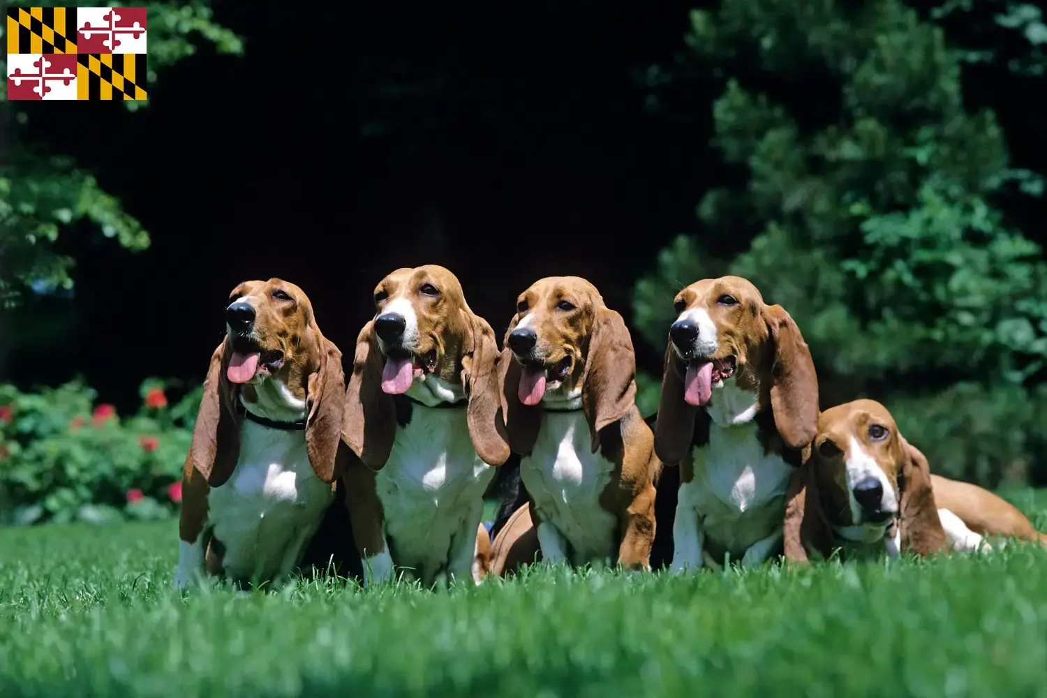Read more about the article Basset Artésien Normand breeders and puppies in Maryland