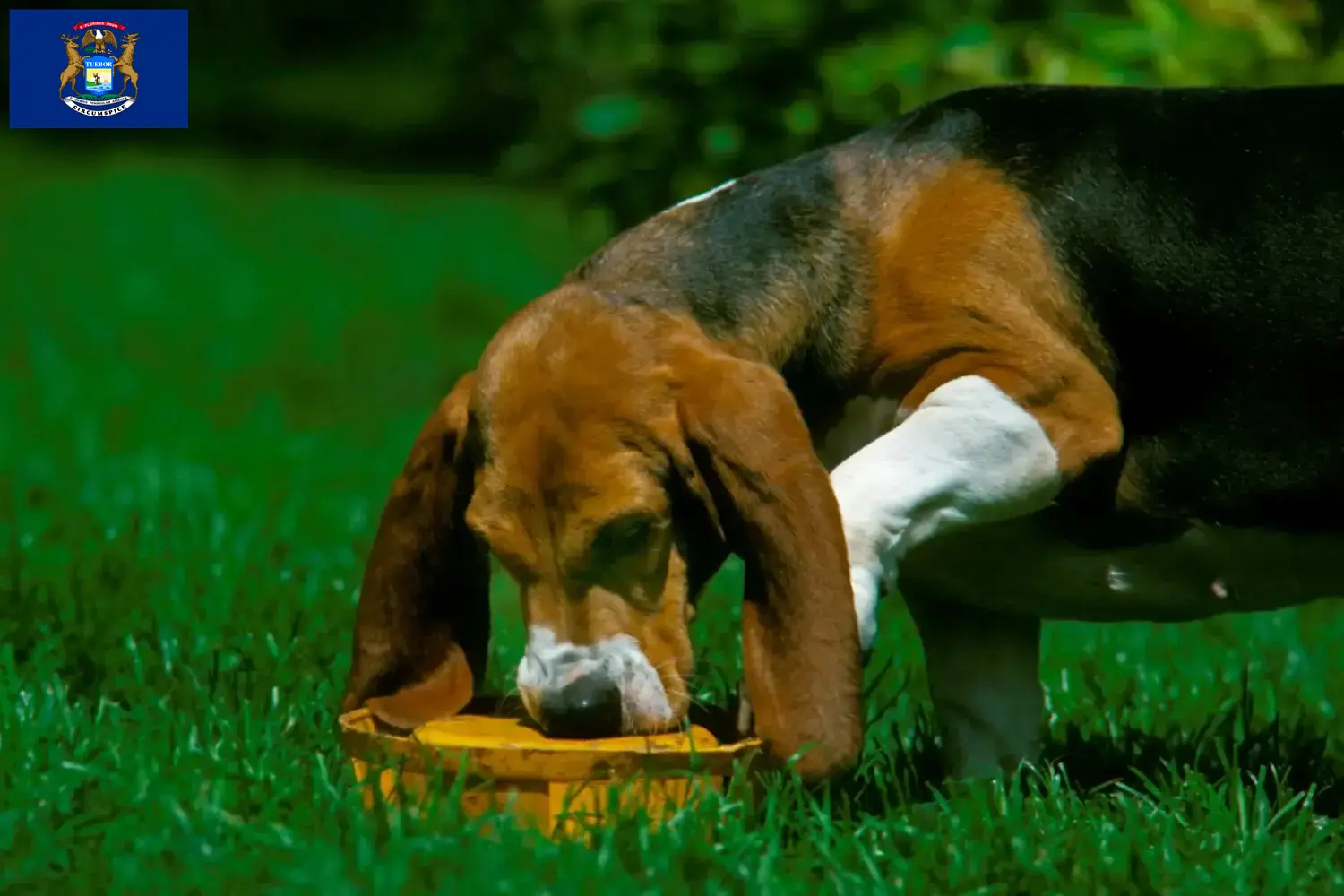 Read more about the article Basset Artésien Normand breeders and puppies in Michigan