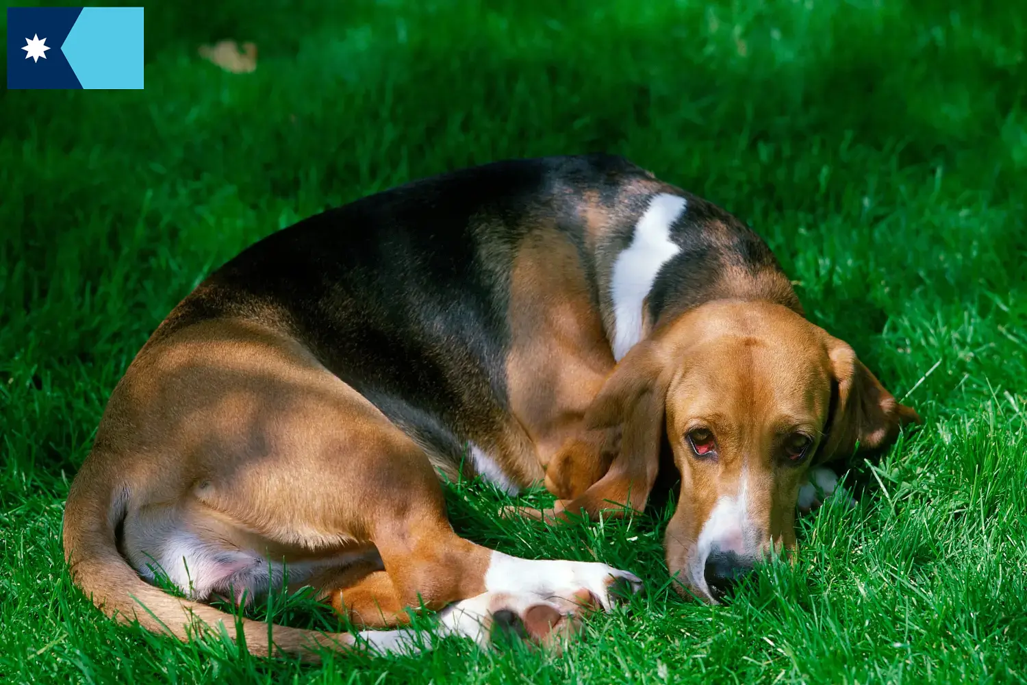 Read more about the article Basset Artésien Normand breeders and puppies in Minnesota