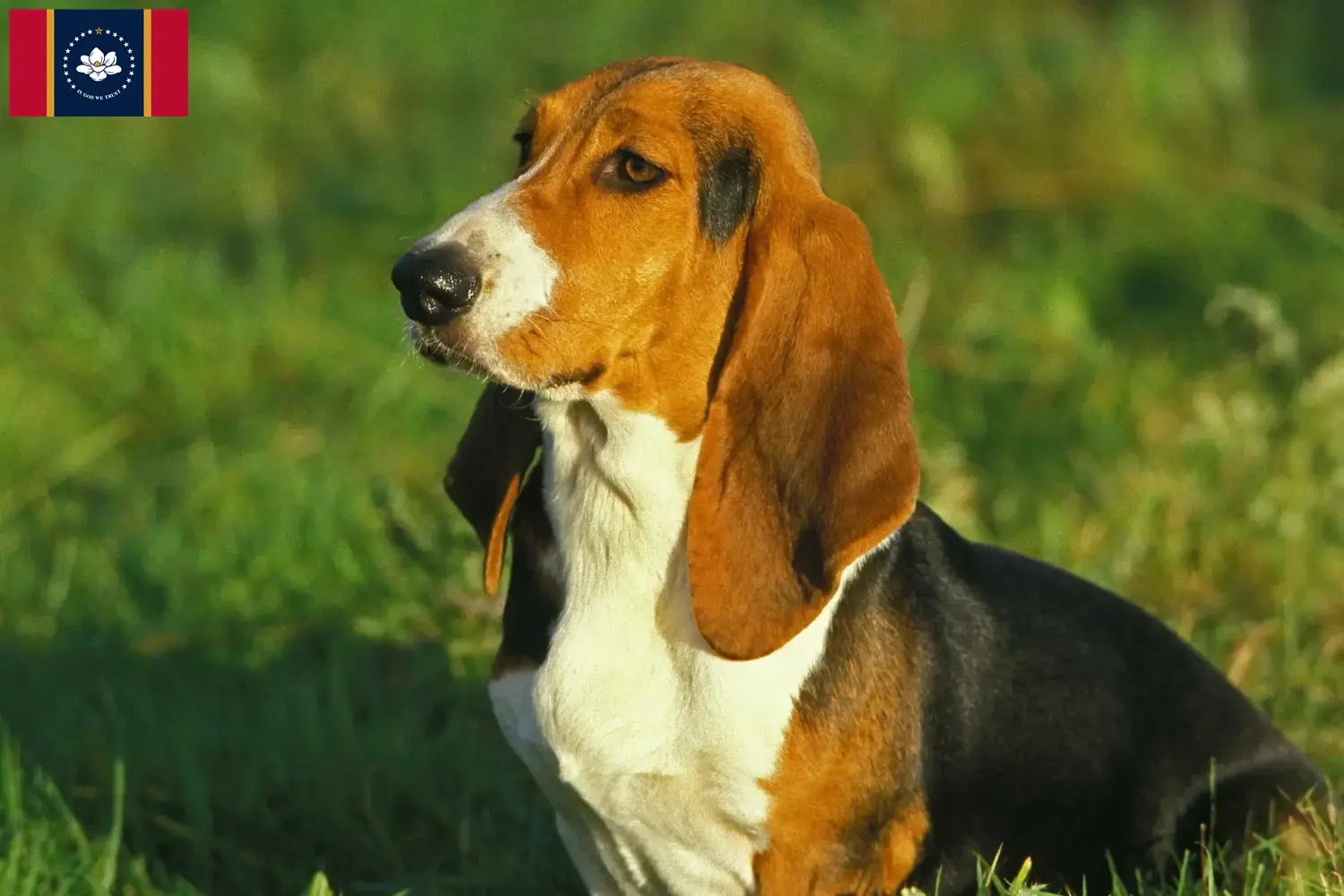Read more about the article Basset Artésien Normand breeders and puppies in Mississippi