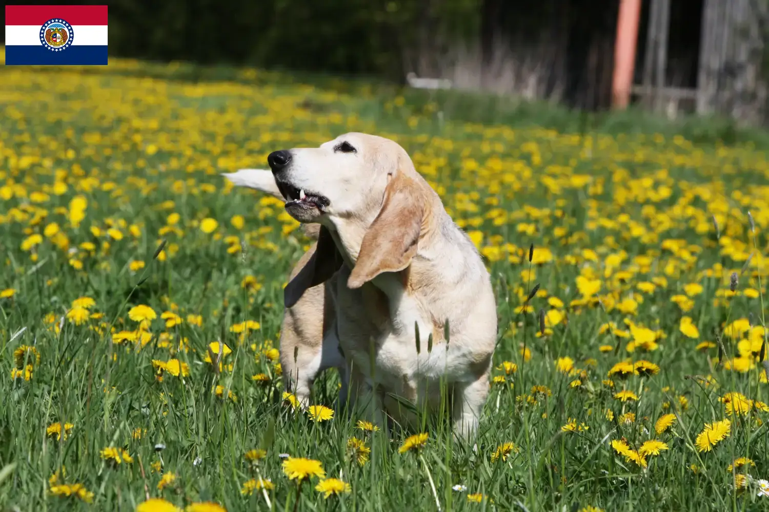 Read more about the article Basset Artésien Normand breeders and puppies in Missouri