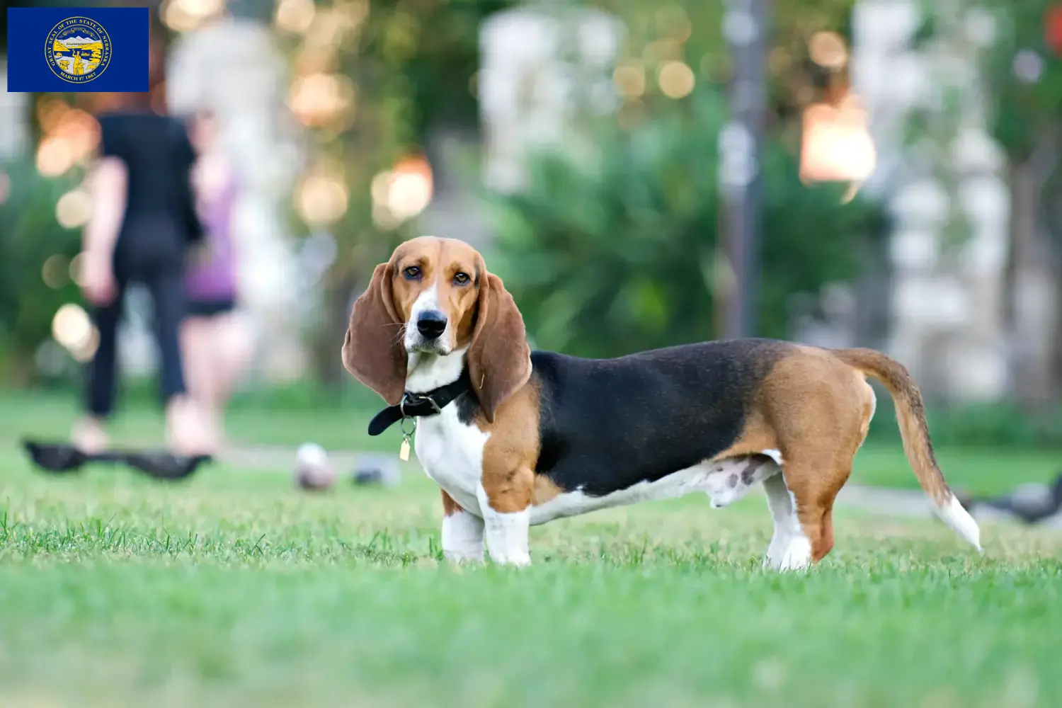 Read more about the article Basset Artésien Normand breeders and puppies in Nebraska