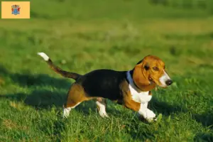 Read more about the article Basset Artésien Normand breeders and puppies in New Jersey