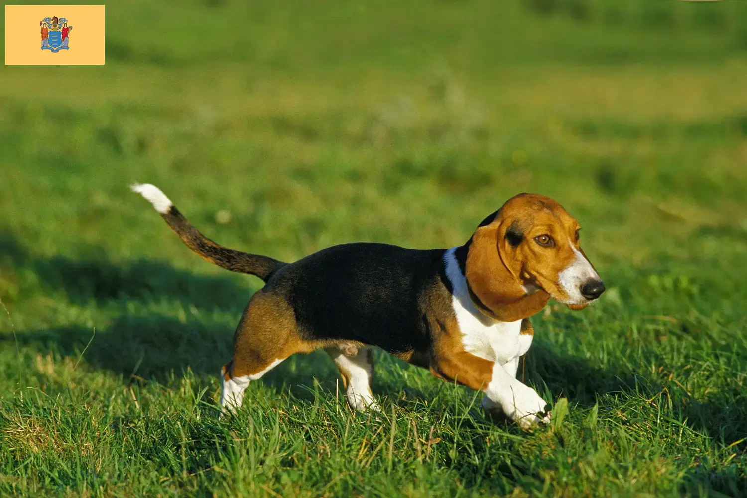 Read more about the article Basset Artésien Normand breeders and puppies in New Jersey