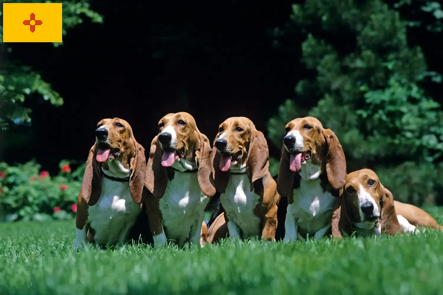 Read more about the article Basset Artésien Normand breeders and puppies in New Mexico