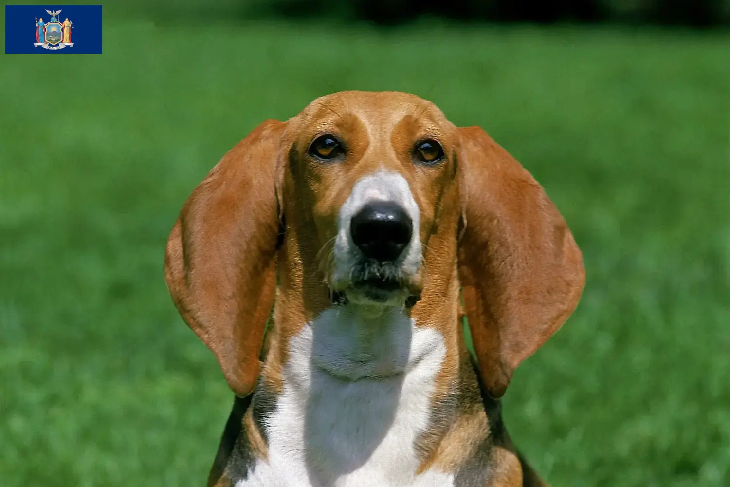 Read more about the article Basset Artésien Normand breeders and puppies in New York