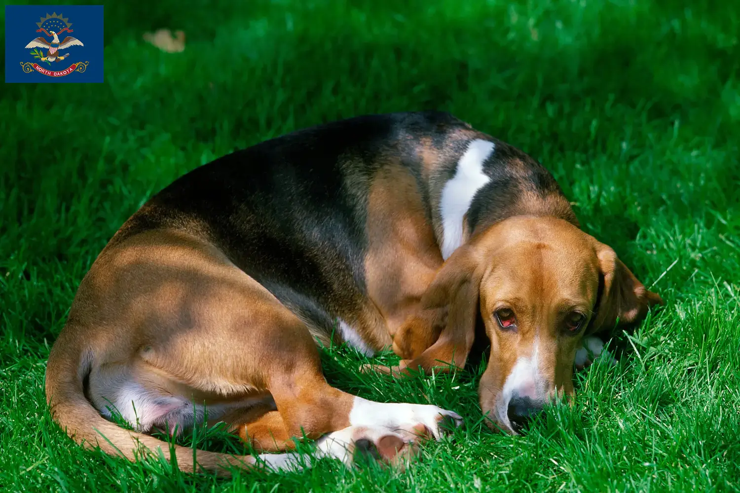 Read more about the article Basset Artésien Normand breeders and puppies in North Dakota