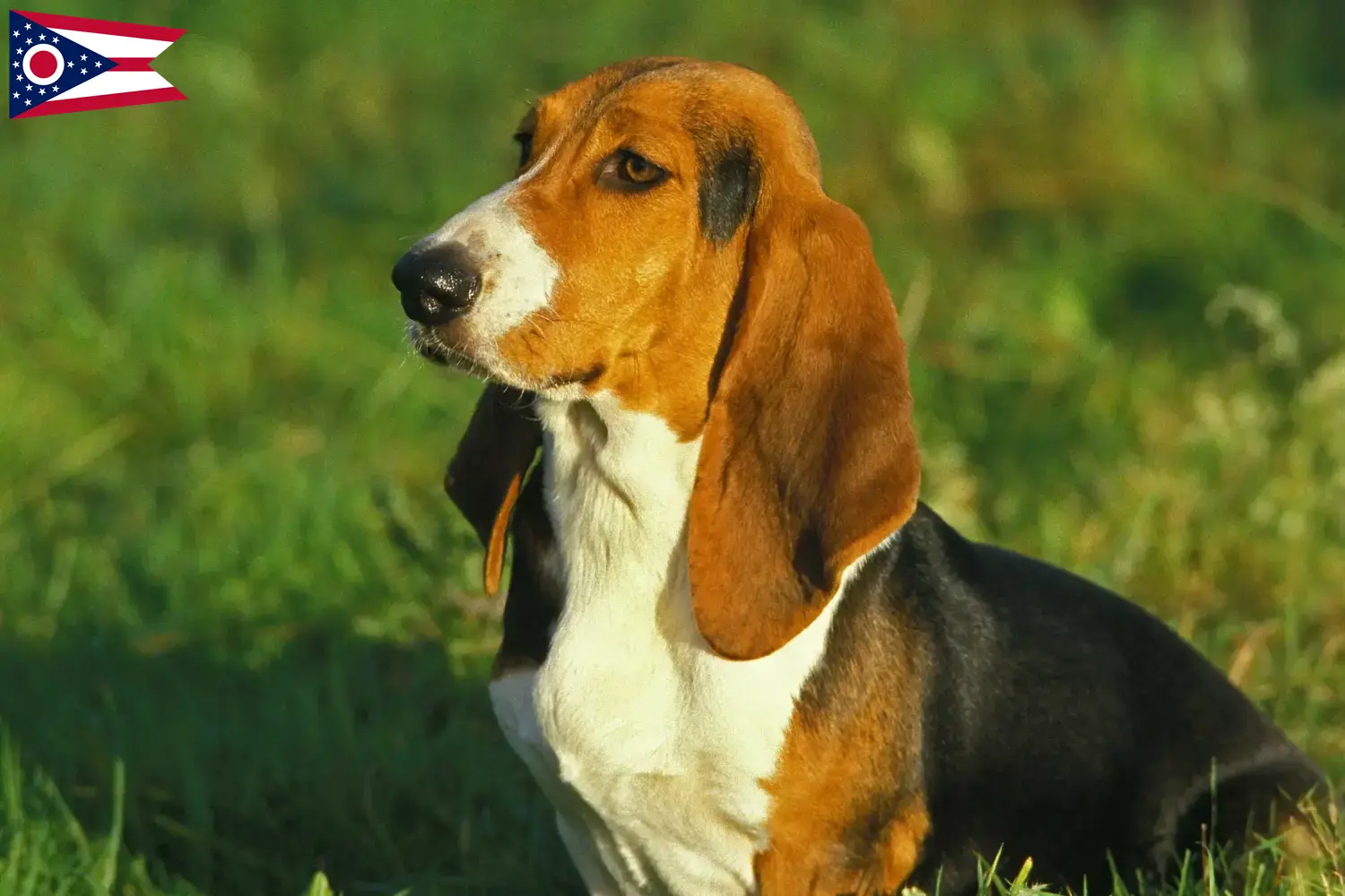 Read more about the article Basset Artésien Normand breeders and puppies in Ohio