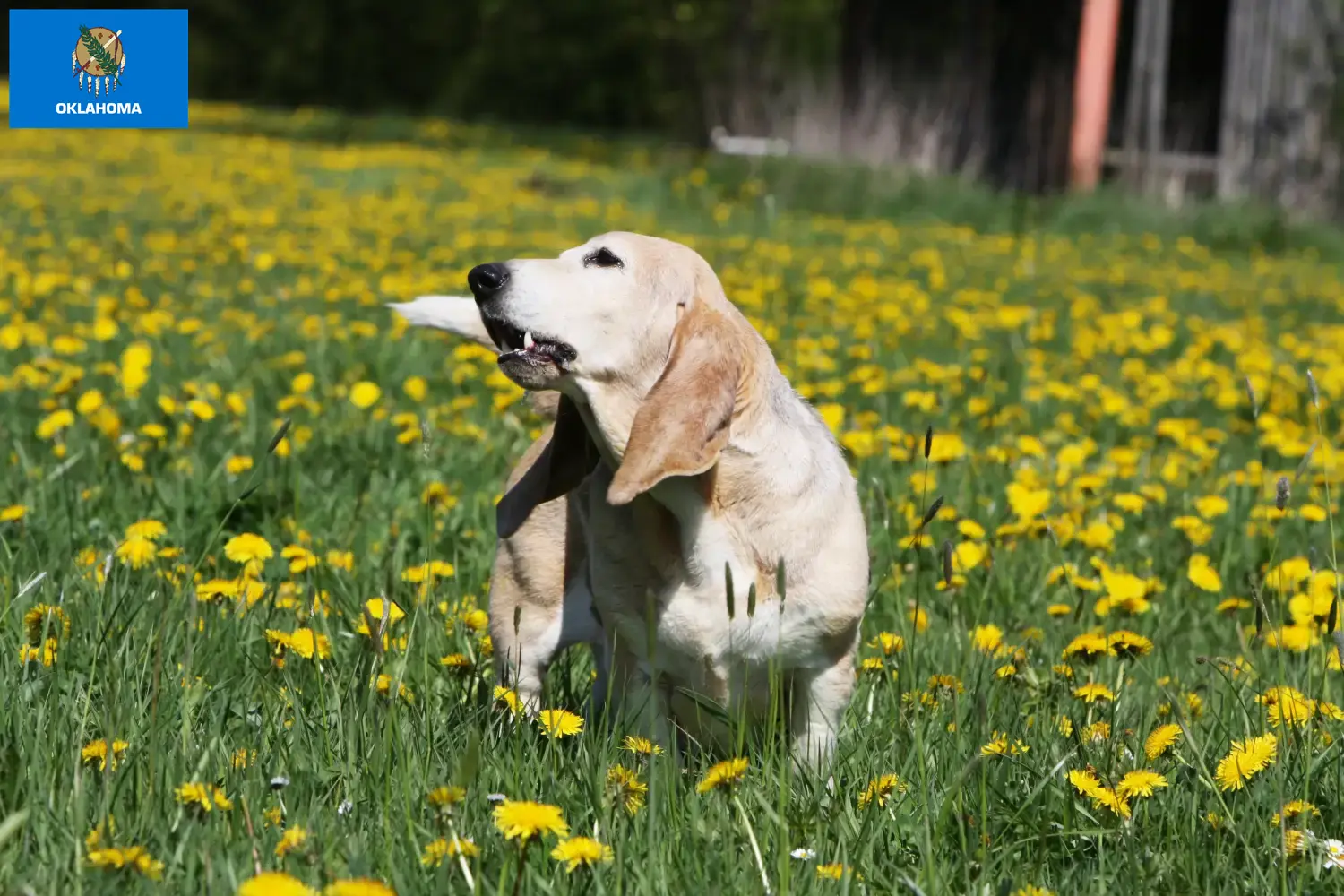 Read more about the article Basset Artésien Normand breeders and puppies in Oklahoma