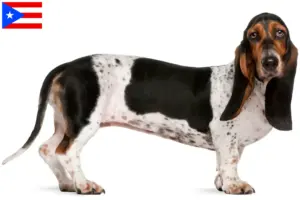 Read more about the article Basset Artésien Normand breeders and puppies in Puerto Rico