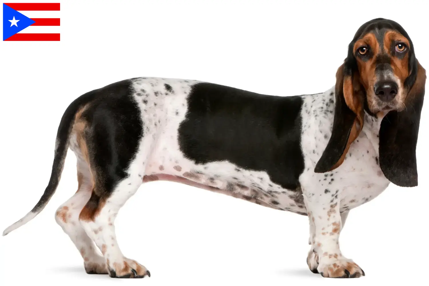 Read more about the article Basset Artésien Normand breeders and puppies in Puerto Rico