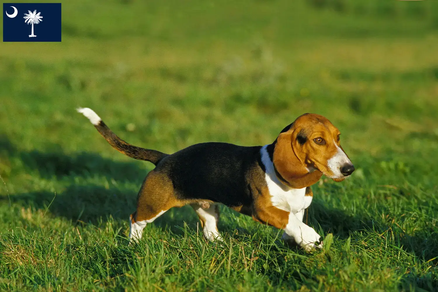 Read more about the article Basset Artésien Normand breeders and puppies in South Carolina