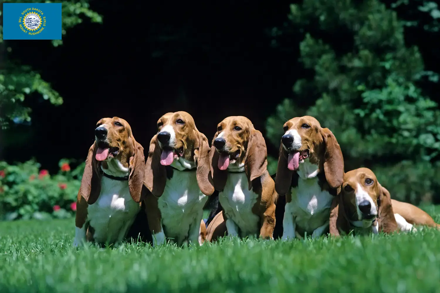Read more about the article Basset Artésien Normand breeders and puppies in South Dakota