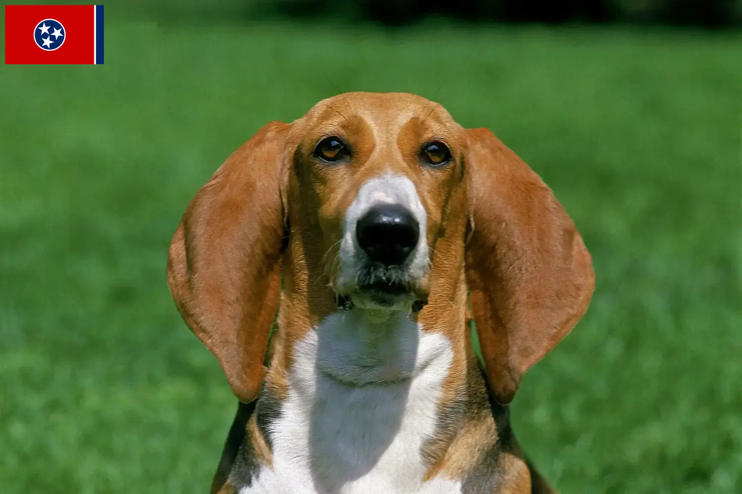 Read more about the article Basset Artésien Normand breeders and puppies in Tennessee