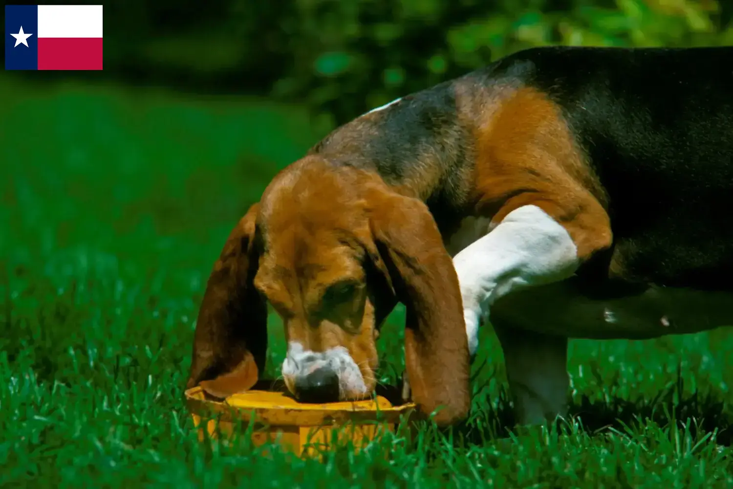 Read more about the article Basset Artésien Normand breeders and puppies in Texas