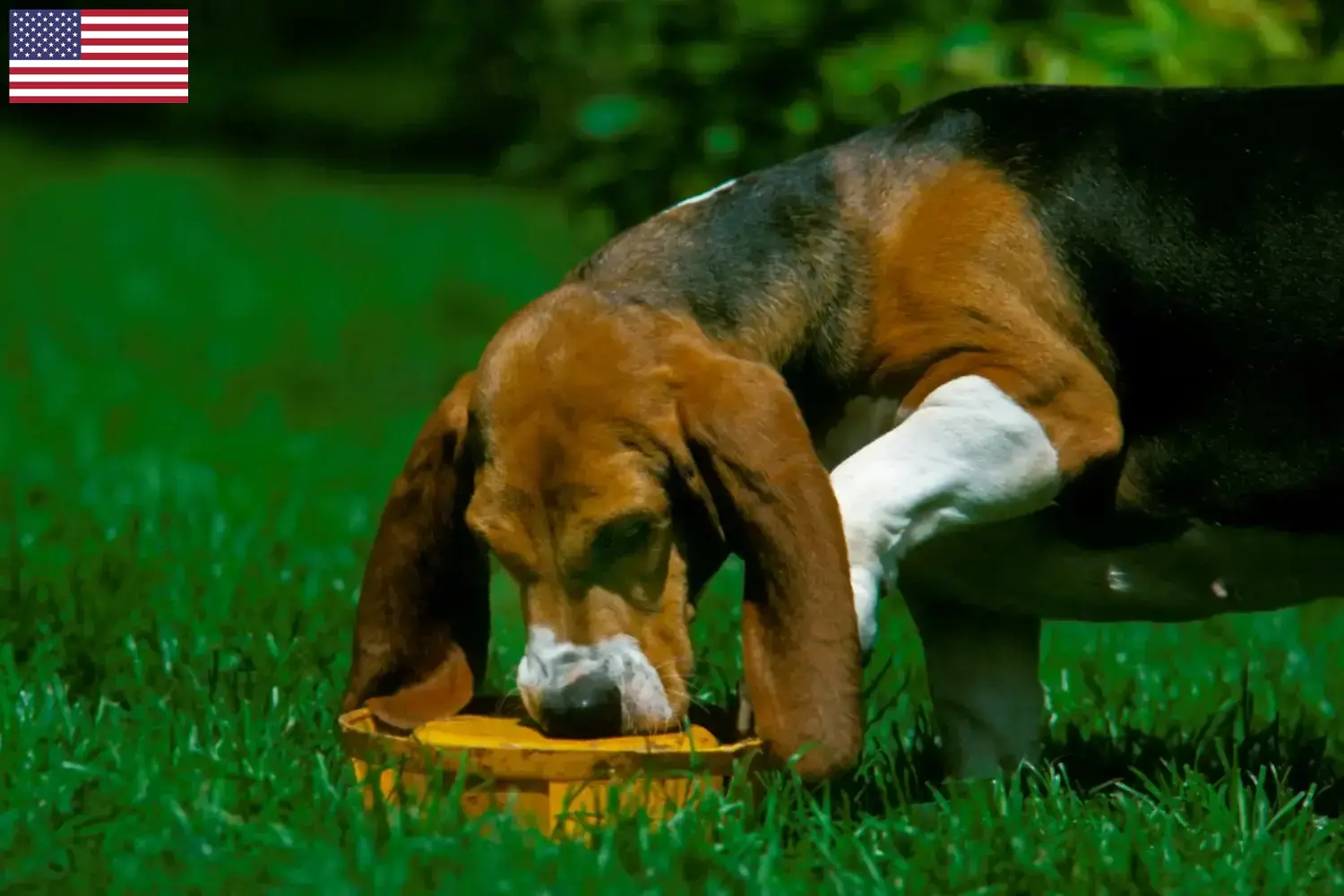 Read more about the article Basset Artésien Normand breeders and puppies in the USA