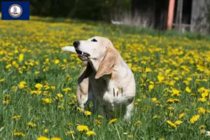 Read more about the article Basset Artésien Normand breeders and puppies in Virginia