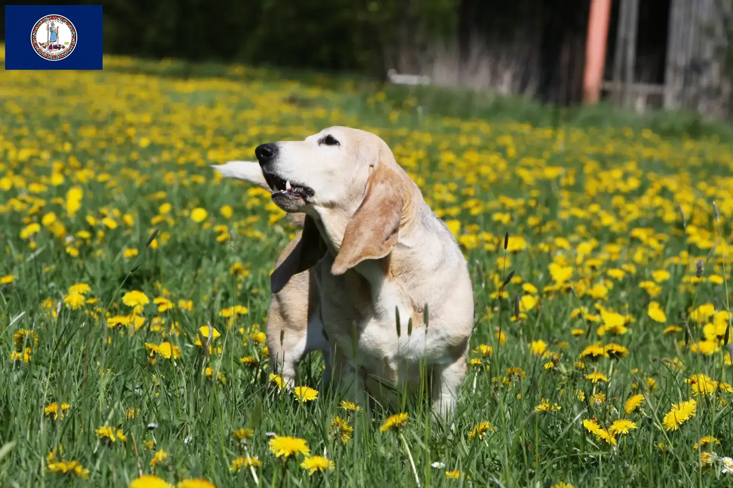 Read more about the article Basset Artésien Normand breeders and puppies in Virginia
