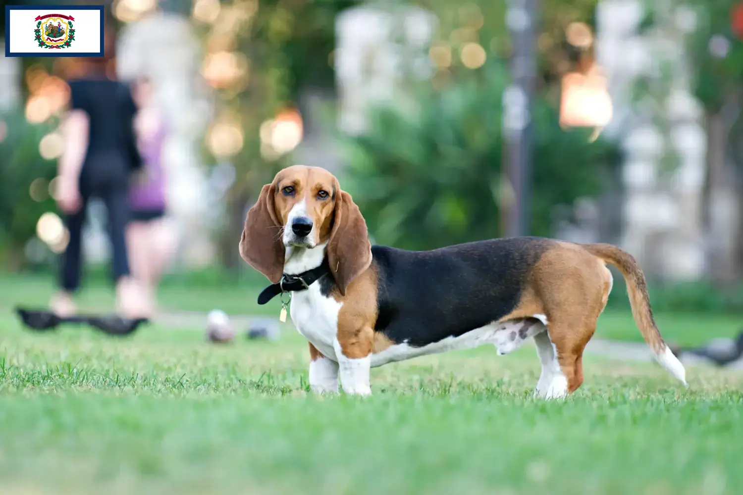 Read more about the article Basset Artésien Normand breeders and puppies in West Virginia