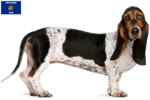 Read more about the article Basset Artésien Normand breeders and puppies in Wisconsin