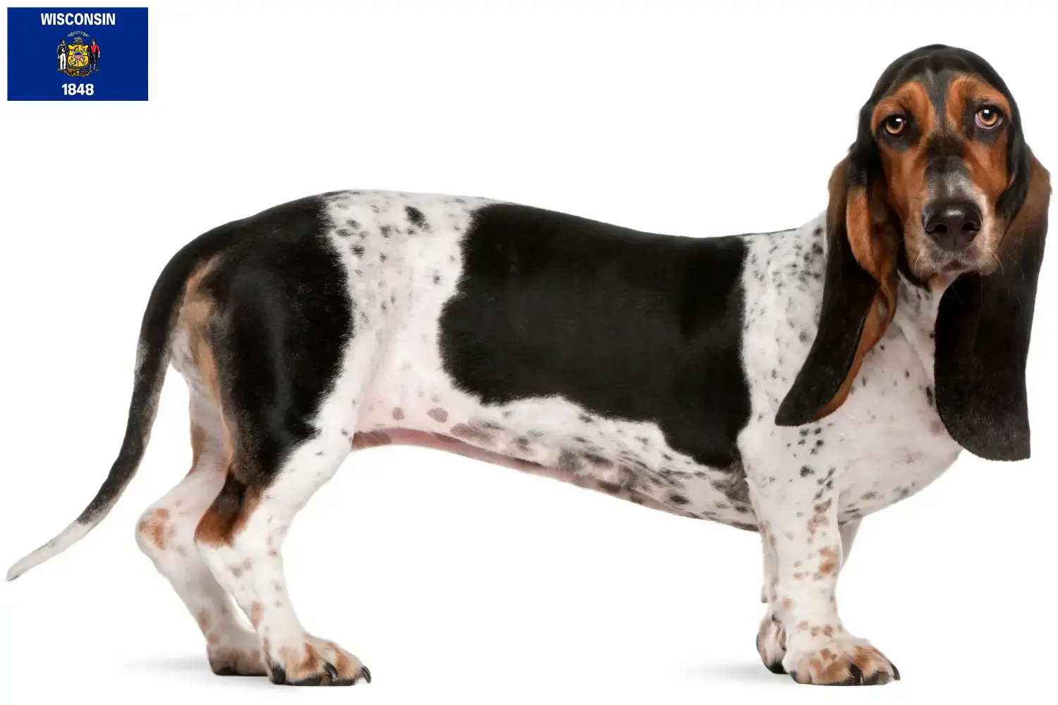 Read more about the article Basset Artésien Normand breeders and puppies in Wisconsin
