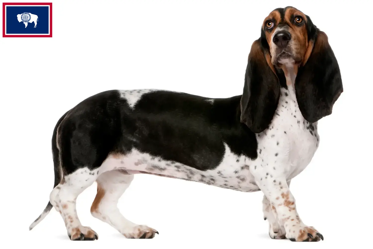 Read more about the article Basset Artésien Normand breeders and puppies in Wyoming