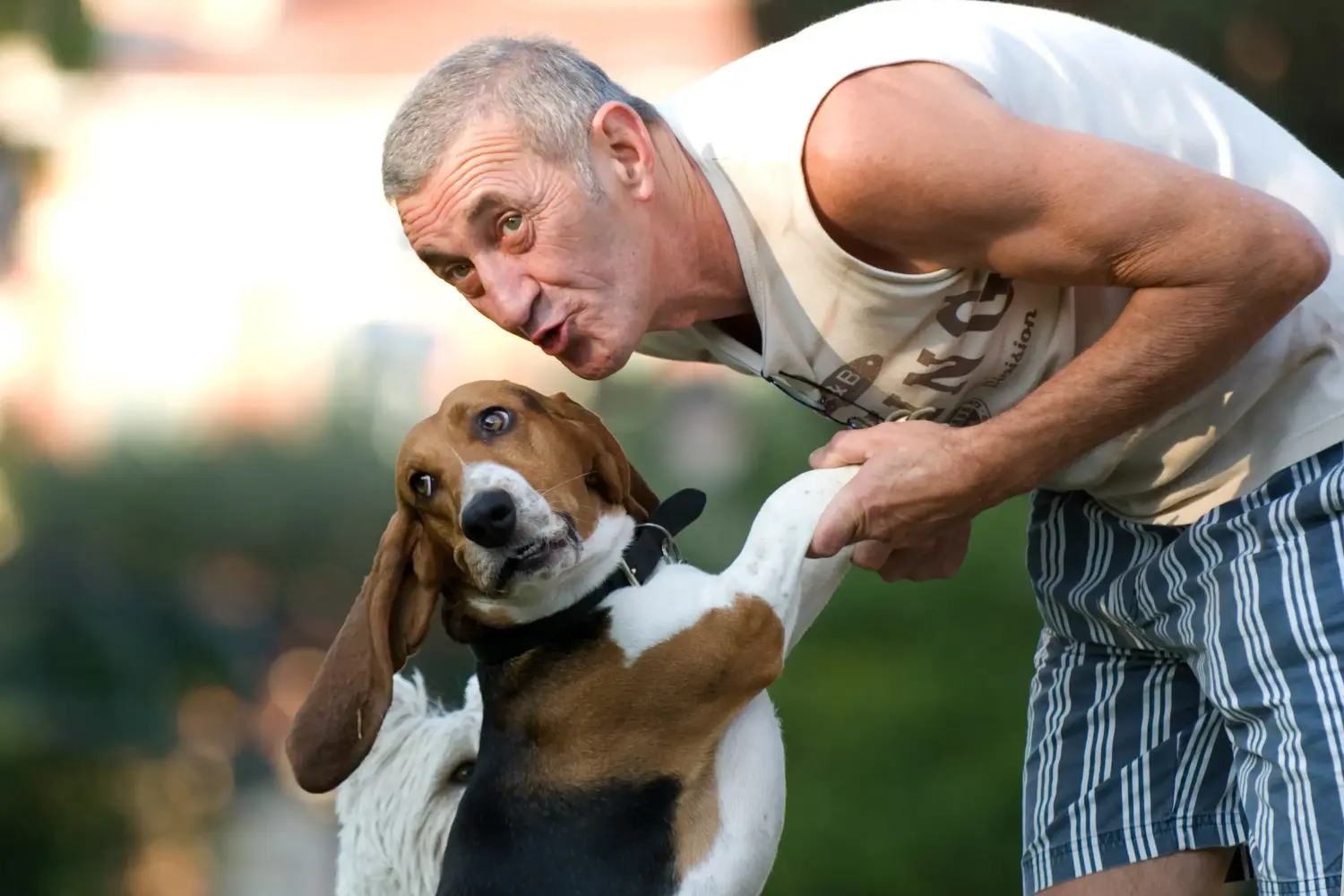 Basset Artésien Normand - My love for this dog breed. Why I love Basset Artésien Normand