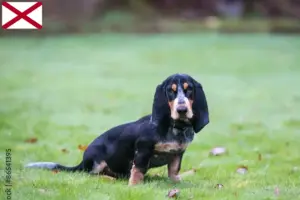 Read more about the article Basset bleu de Gascogne breeders and puppies in Alabama