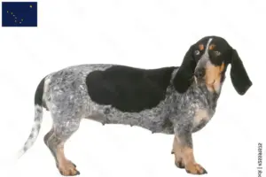 Read more about the article Basset bleu de Gascogne breeders and puppies in Alaska