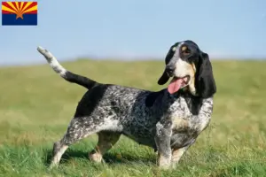 Read more about the article Basset bleu de Gascogne breeders and puppies in Arizona