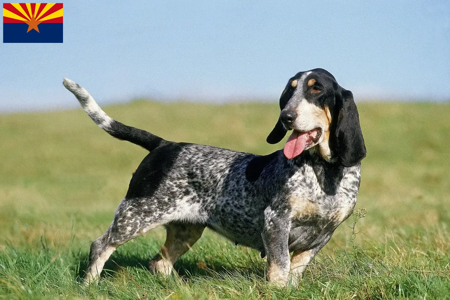 Basset bleu de Gascogne puppies and breeder Arizona Find Basset bleu de Gascognes breeders in Arizona.