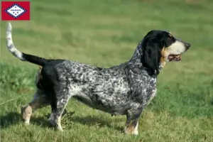 Read more about the article Basset bleu de Gascogne breeders and puppies in Arkansas