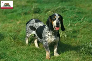 Read more about the article Basset bleu de Gascogne breeders and puppies in California